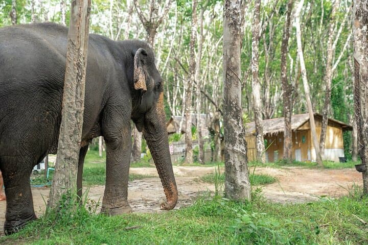 Khaolak Wild Ride and Gentle Giants Experience: ATV, Waterfall & Elephant Sanctuary Tour photo 6