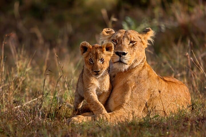 Luxury 8-Day Cape Town, Johannesburg & Kruger Safari: Table Mountain to the Big Five photo 6
