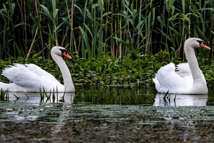 Danube Delta Speedboat Tour from Bucharest — Small-Group Premium Day Trip photo 2