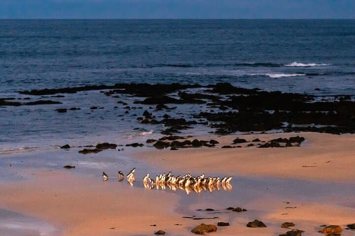 Penguins at Dusk: Phillip Island Day Tour from Melbourne photo 2