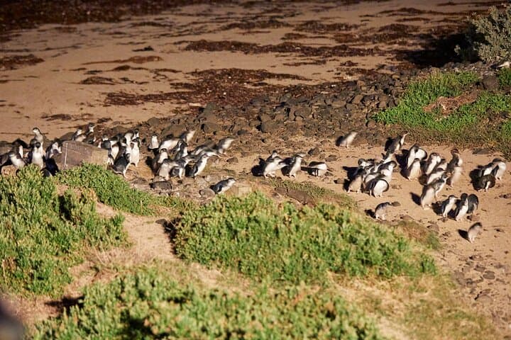Penguins at Dusk: Phillip Island Day Tour from Melbourne photo 4