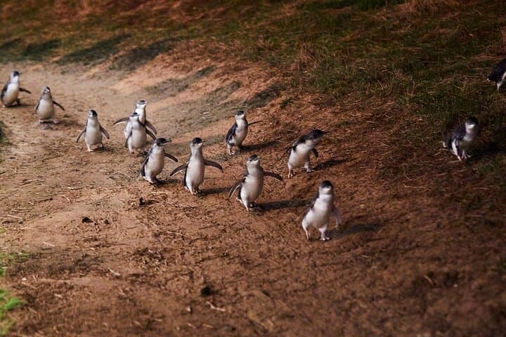 Penguins at Dusk: Phillip Island Day Tour from Melbourne photo 3