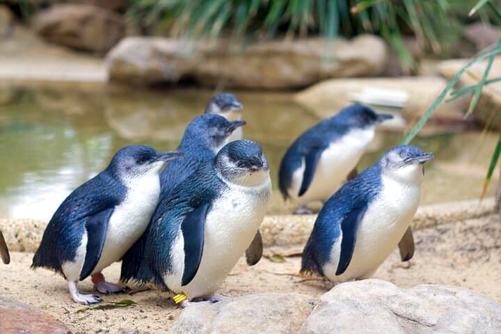 Penguins at Dusk: Phillip Island Day Tour from Melbourne