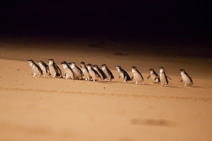 Penguins at Dusk: Phillip Island Day Tour from Melbourne photo 5