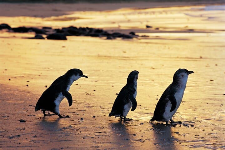 Penguins at Dusk: Phillip Island Day Tour from Melbourne photo 6