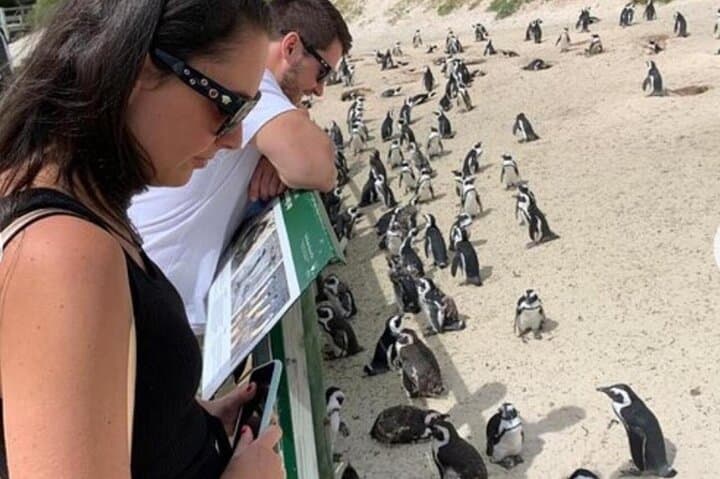 Half-Day Table Mountain & Boulders Penguin Encounter from Cape Town photo 3
