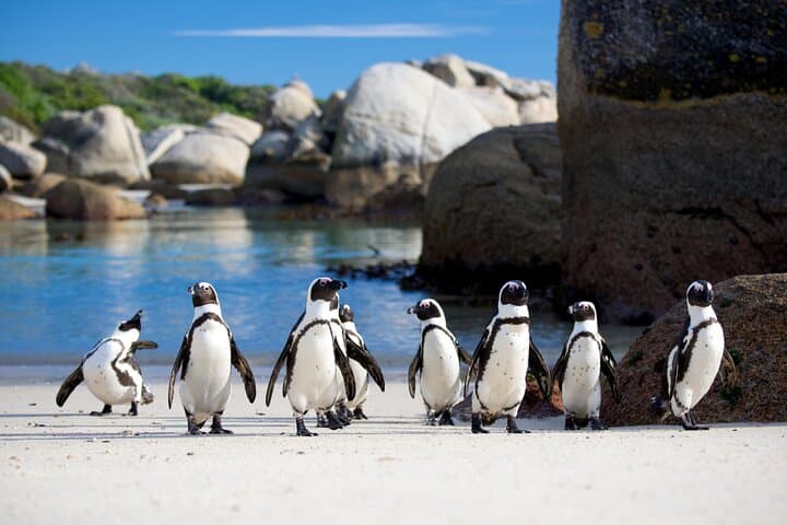 Half-Day Table Mountain & Boulders Penguin Encounter from Cape Town