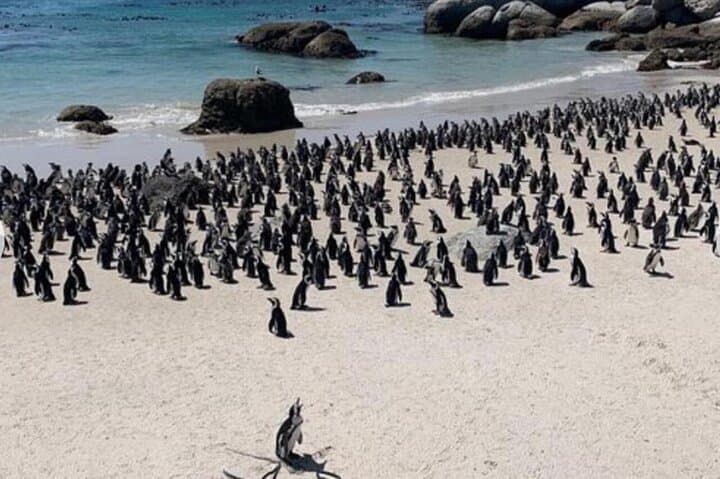 Half-Day Table Mountain & Boulders Penguin Encounter from Cape Town photo 6
