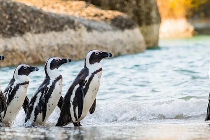 Half-Day Table Mountain & Boulders Penguin Encounter from Cape Town photo 5