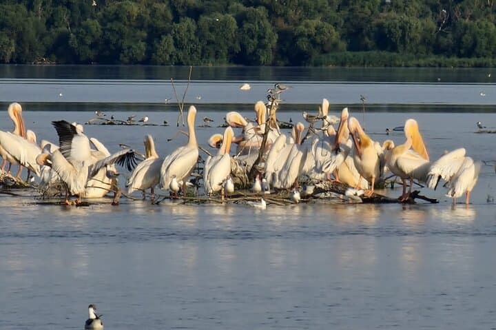 Wild Danube Delta Speedboat Day Trip from Bucharest — Tulcea Boat & Birdwatching photo 3