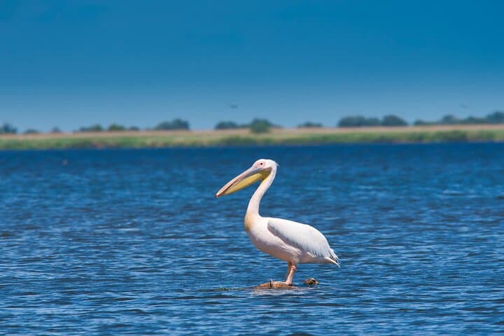 Wild Danube Delta Speedboat Day Trip from Bucharest — Tulcea Boat & Birdwatching photo 4