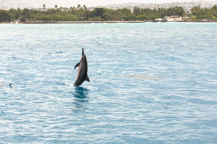 Waikiki Sea Safari: Dolphins, Turtles & Diamond Head Cruise photo 3