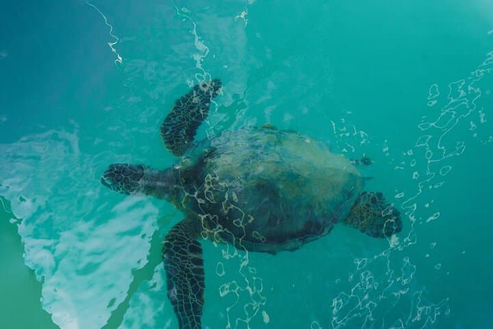 Waikiki Sea Safari: Dolphins, Turtles & Diamond Head Cruise photo 5