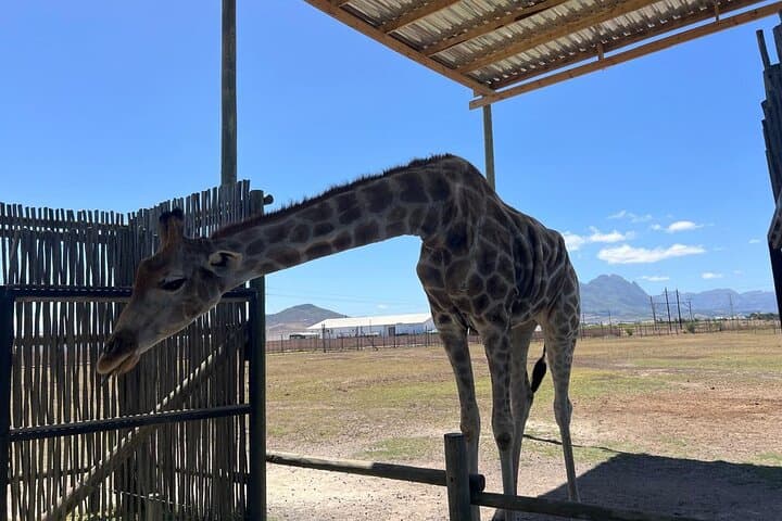 Giraffe Encounter & Lion Park with Stellenbosch Wine Tasting — Day Trip from Cape Town photo 3