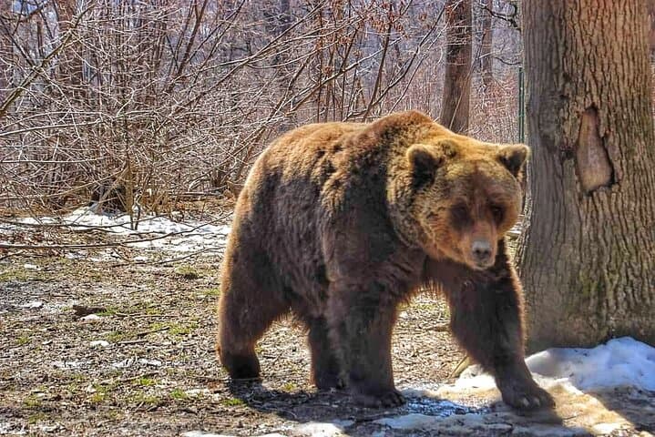 Bear Safari and Transfagarasan Road Day Trip from Bucharest photo 2