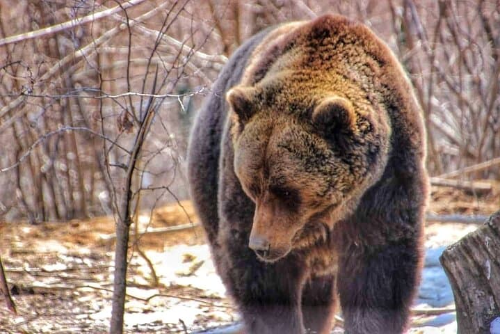 Bear Safari and Transfagarasan Road Day Trip from Bucharest