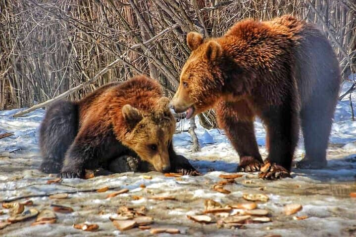 Bear Safari and Transfagarasan Road Day Trip from Bucharest photo 3