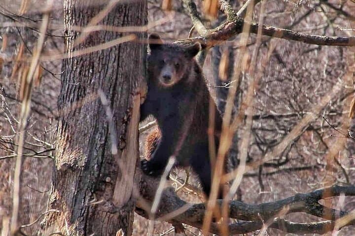 Bear Safari and Transfagarasan Road Day Trip from Bucharest photo 4