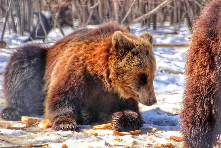 Bear Safari and Transfagarasan Road Day Trip from Bucharest photo 5