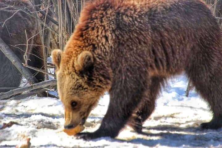 Bear Safari and Transfagarasan Road Day Trip from Bucharest photo 6