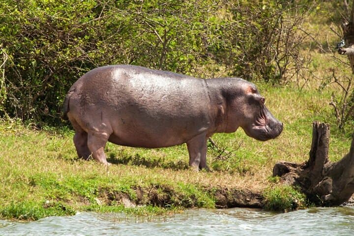 Hluhluwe & iSimangaliso 2-Day Safari from Durban — Big Five Game Drives & St Lucia Estuary Cruise photo 6