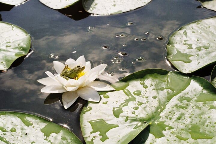 Danube Delta Speedboat Tour from Bucharest — Small-Group Premium Day Trip photo 3