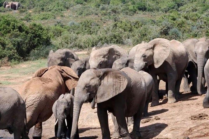 Exploring Nairobi National Park and Crescent Island: A Private Wildlife Safari from Nairobi photo 1
