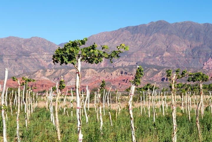 Northern Argentina: 5 Days Across Salt Flats, Calchaquí Valleys & Quebrada de Humahuaca photo 2