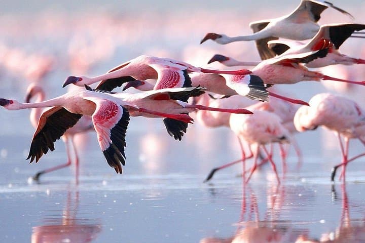 Classic 4-Day Maasai Mara & Lake Nakuru Land Cruiser Safari photo 3