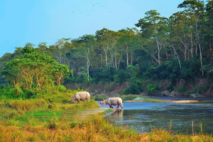 Chitwan Jungle Safari: 3-Day Private Wildlife Adventure from Kathmandu photo 3