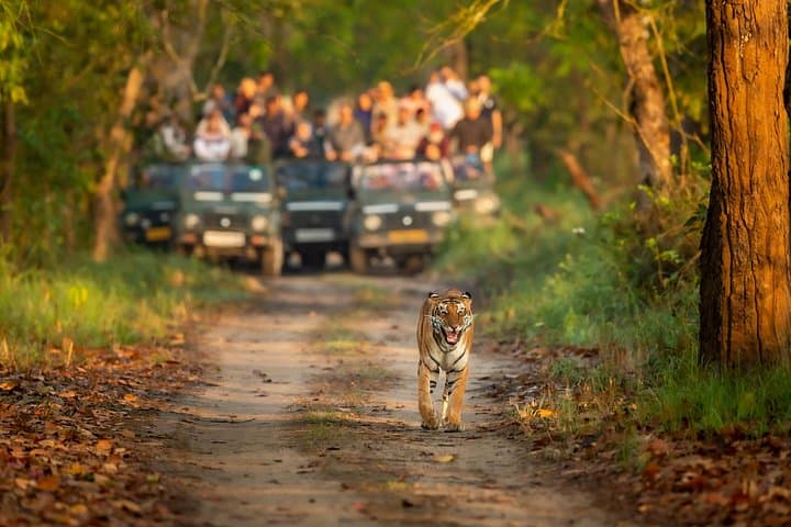 Chitwan Jungle Safari: 3-Day Private Wildlife Adventure from Kathmandu
