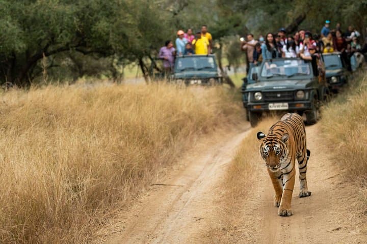 Chitwan Jungle Safari: 3-Day Private Wildlife Adventure from Kathmandu photo 2