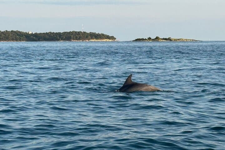 Porec Sunset Dolphin Cruise by Speedboat — 90-Min Coastal Evening photo 6