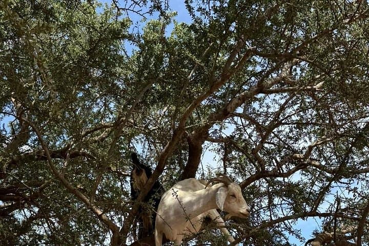 Private Day Trip from Marrakech to Essaouira: Argan Trees, Medina & Atlantic Seafood photo 3