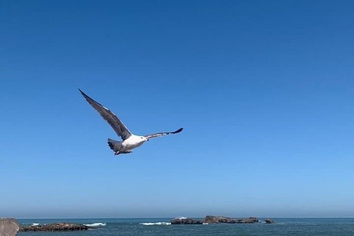 Private Day Trip from Marrakech to Essaouira: Argan Trees, Medina & Atlantic Seafood photo 4