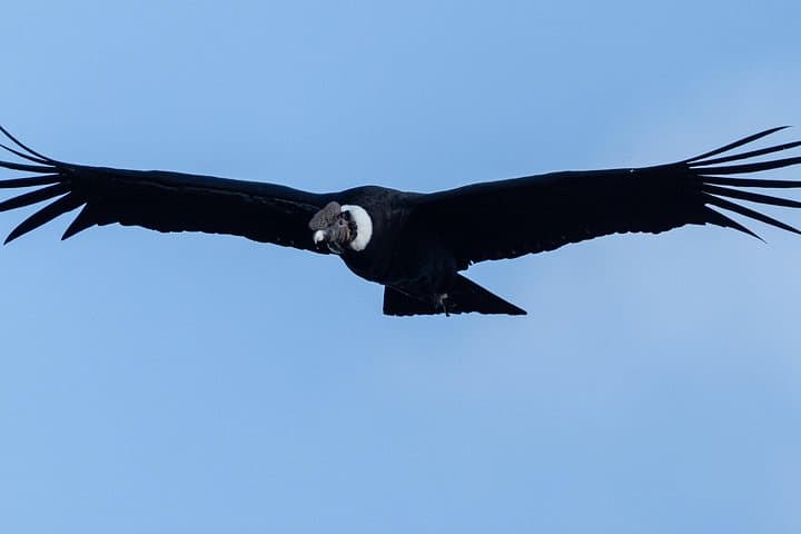 Antisana Condor-Watching Private Tour from Quito — Full-Day Andean Wildlife Safari photo 1