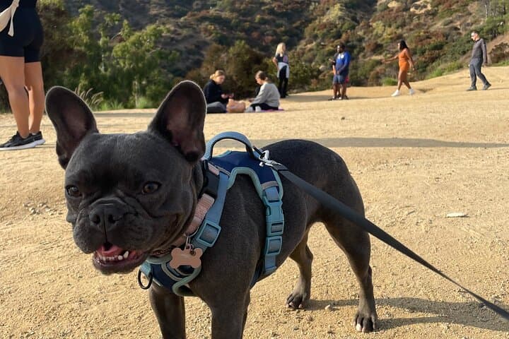 Hollywood Sign Express: 75-Minute Comedy Hike with Dogs in Griffith Park photo 3