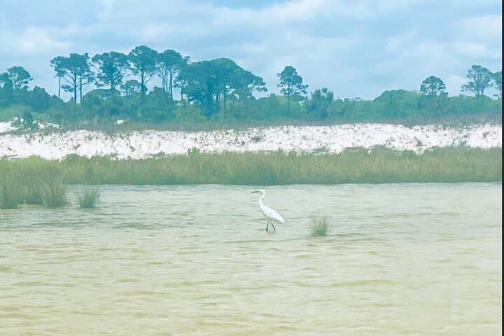 Guided SUP Eco Tour on Lake Powell — Panama City Beach Paddle Adventure photo 3
