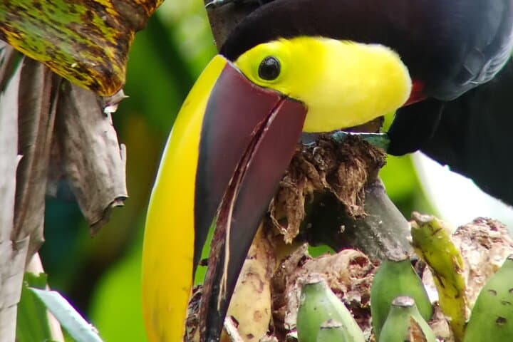 Rio Celeste Waterfall Hike & Wildlife Reserve Day Tour from Bijagua photo 2