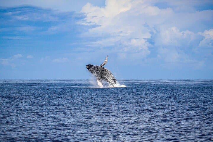 Experience Majestic Humpback Whales on Kona’s Deluxe Catamaran Whale Watch