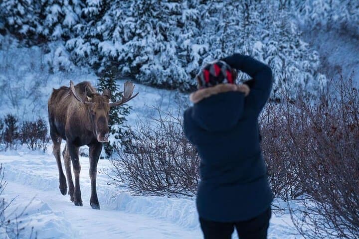 Anchorage Winter Wonderland Photo Tour: Chasing Light from Cook Inlet to the Chugach