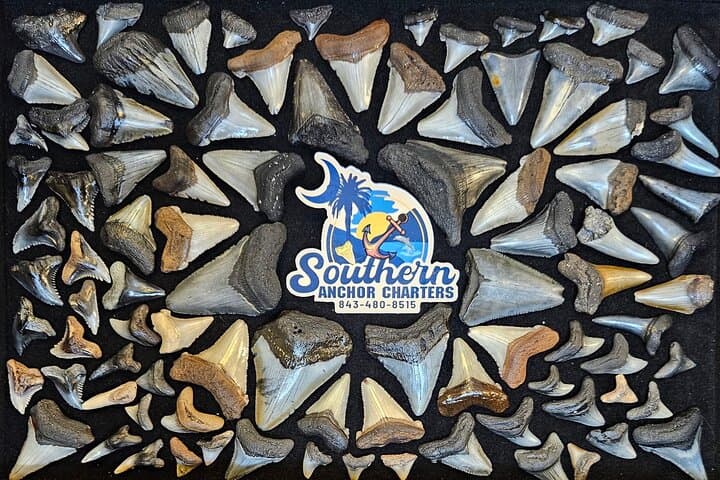 Shark Tooth Hunting at Folly Beach: Charleston Island Drop-Off Adventure photo 2