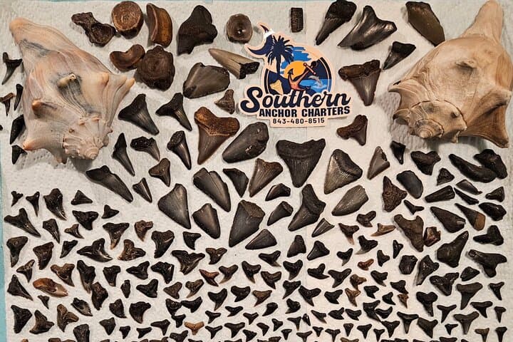 Shark Tooth Hunting at Folly Beach: Charleston Island Drop-Off Adventure photo 3