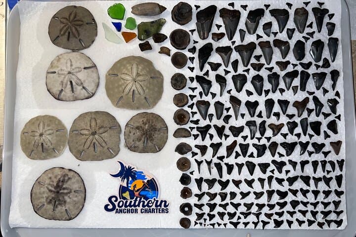 Shark Tooth Hunting at Folly Beach: Charleston Island Drop-Off Adventure photo 4