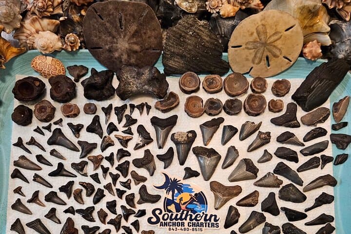 Shark Tooth Hunting at Folly Beach: Charleston Island Drop-Off Adventure photo 6