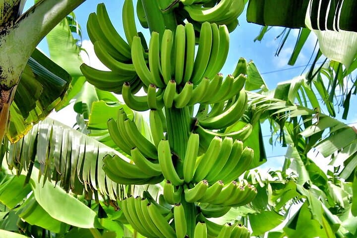 Island Flavors and Views: Castries Rum, Bananas & Beach Day in Saint Lucia photo 6