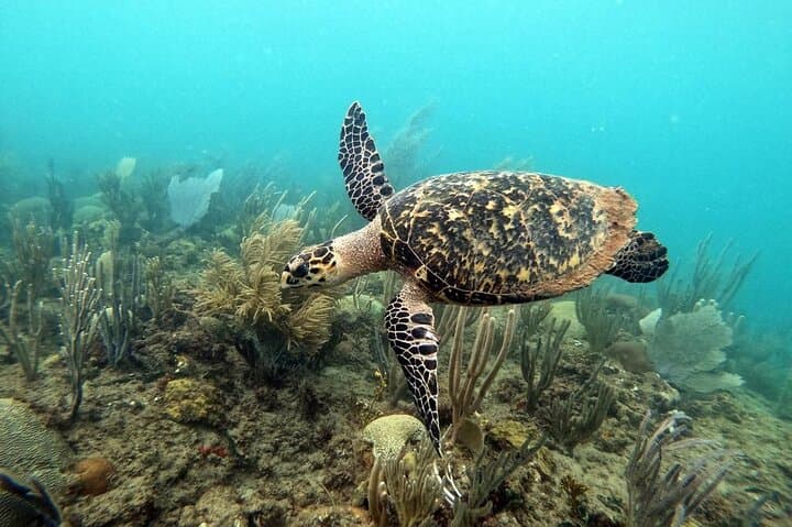 Rincón Sunset Snorkel: Twilight Marine Life Tour in Puerto Rico photo 2
