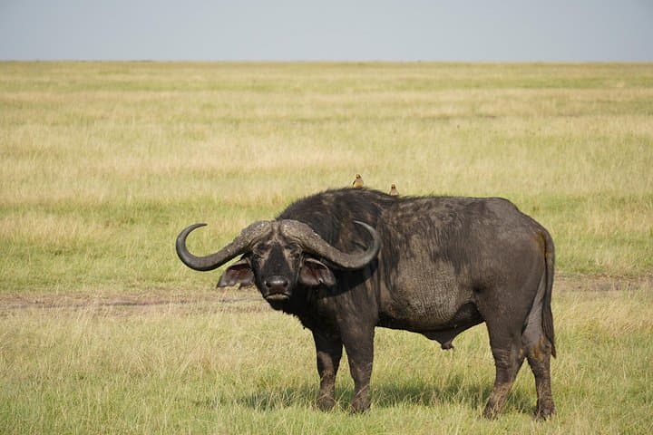 6-Day Serengeti, Ngorongoro & Tarangire Safari from Arusha photo 1