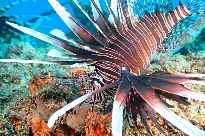 Rincón Sunset Snorkel: Twilight Marine Life Tour in Puerto Rico photo 4