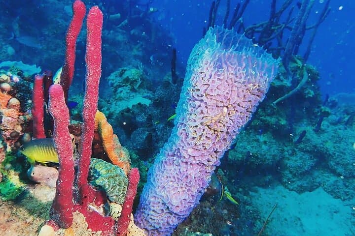 Rincón Sunset Snorkel: Twilight Marine Life Tour in Puerto Rico photo 5